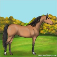 Horse Color:Bay 
