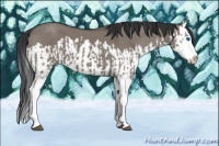 Horse Color:Grullo Sabino Splash  and Grullo Sabino Splash 