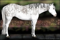 Horse Color:Grullo Sabino Splash  and Silver Grullo Sabino Splash 