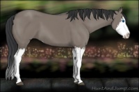 Horse Color:Grullo Sabino Splash  and Grullo Sabino Splash 