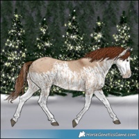 Horse Color:Red Dun Splash  and Red Dun Splash 