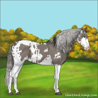 Horse Color:Grullo Sabino Splash  and Grullo Sabino Splash Blanket 