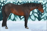 Horse Color:Brown 
