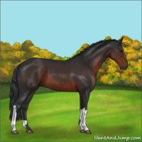 Horse Color:Brown 