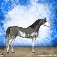 Horse Color:Grullo Sabino Splash  and Grullo Sabino Splash 