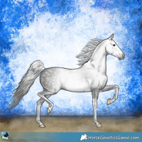 Horse Color:Gray White Spotted Brown