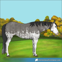 Horse Color:Grullo Sabino Splash  and Grullo Sabino Splash 