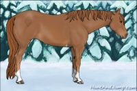 Horse Color:Chestnut Tobiano 