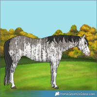 Horse Color:Grullo Sabino Splash  and Grullo Sabino Splash 