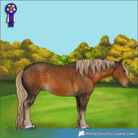 Horse Color:Chocolate Palomino 