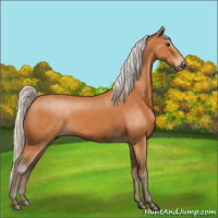 Horse Color:Silver Bay 