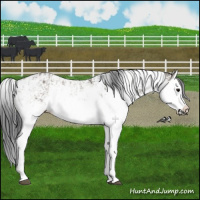 Horse Color:Grullo Sabino Splash  and Grullo Sabino Splash 
