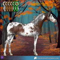 Horse Color:White Spotted Liver Chestnut Tobiano 