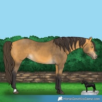 Horse Color:Buckskin 