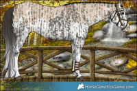 Horse Color:Grullo Sabino Splash  and Bay Dun Sabino Splash 