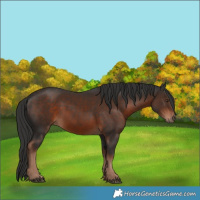 Horse Color:Liver Chestnut 