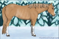 Horse Color:Chestnut Rabicano 