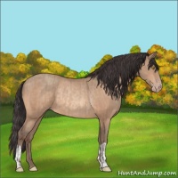Horse Color:Amber Champagne Rabicano  and Amber Champagne Rabicano 