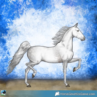 Horse Color:Gray White Spotted Bay