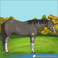 Horse Color:Grullo Sabino Splash  and Smoky Grullo Sabino Splash 