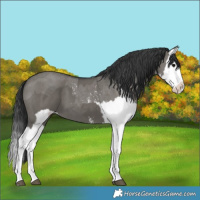 Horse Color:Grullo Sabino Splash  and Grullo Sabino Splash 