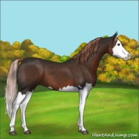 Horse Color:Liver Chestnut Splash 