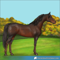 Horse Color:Liver Chestnut 
