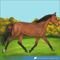 Horse Color:Unknown 