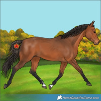 Horse Color:Unknown 
