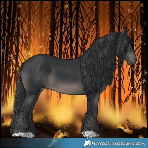 Horse Color:Black 