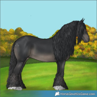 Horse Color:Black 
