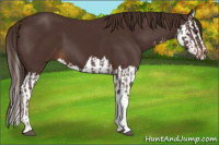 Horse Color:Liver Chestnut  and Liver Chestnut Splash 