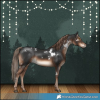 Horse Color:White Spotted Liver Chestnut