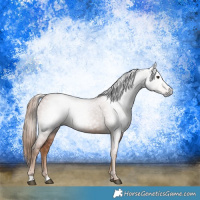 Horse Color:Gray Chestnut 