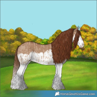 Horse Color:Red Dun Splash  and Red Dun Splash 