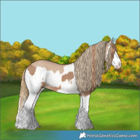 Horse Color:Red Dun Splash  and Red Dun Splash 