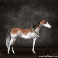 Horse Color:White Spotted Bay Splash  and White Spotted Bay Splash 