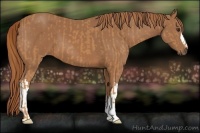 Horse Color:Chestnut and Chestnut
