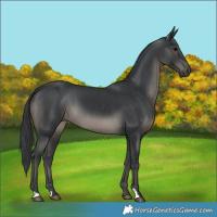 Horse Color:Black 