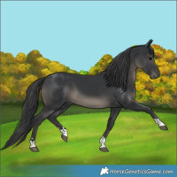 Horse Color:Black 
