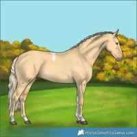 Horse Color:Palomino Dun Tobiano 