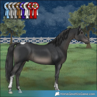 Horse Color:Black Tobiano 