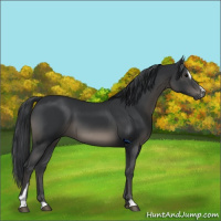 Horse Color:Black Sabino 