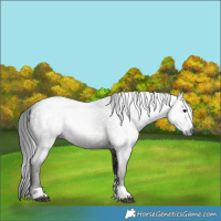 Horse Color:Gray Black 