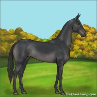 Horse Color:Black 
