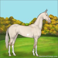 Horse Color:Silver Classic Champagne Dun Splash Frame 