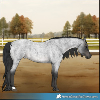 Horse Color:Blue Roan 