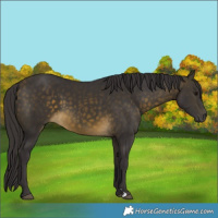 Horse Color:Buckskin 