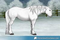 Horse Color:Gray Black