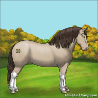 Horse Color:Classic Champagne Dun 
